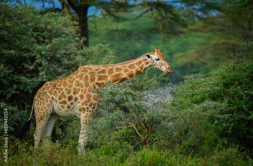 giraffe in the savannah, giraffe eating grass, giraffe in the wild