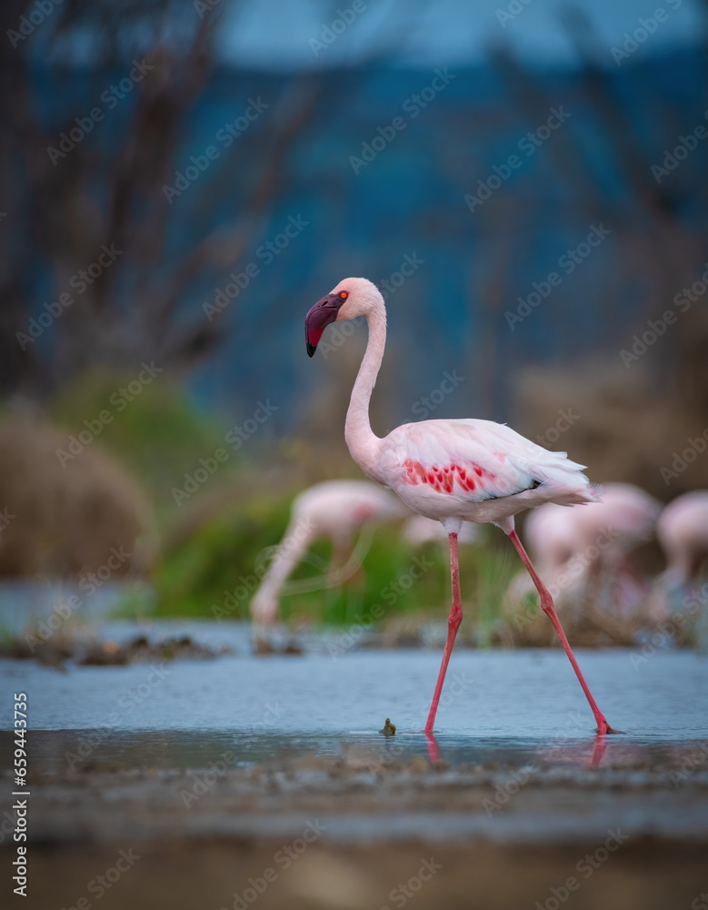 Naklejka premium Lesser Flamingos, Group of Lesser Flamingos, Flamingo, African Flamingos