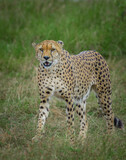 Cheetah in the grass, Cheetah from Africa, African Cheetah