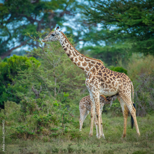 giraffe in the savannah  giraffe eating grass  giraffe in the wild