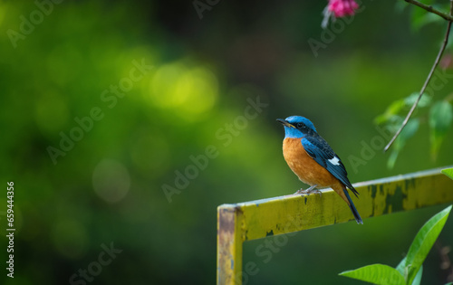 Blue-capped rock thrush, western ghats birds, birds of simspark, birds of coonoor