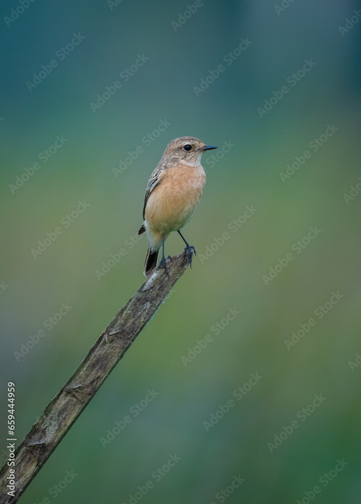 Siberian stonechat perched on a branch Siberian stonechat perched on a branch