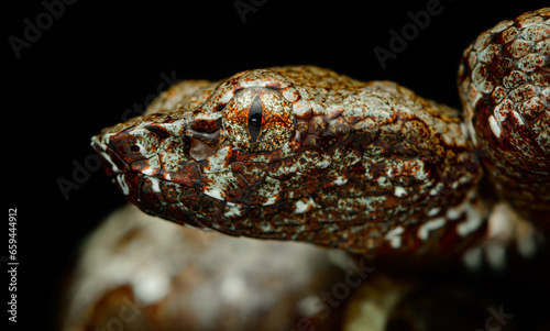 Malabar pit viper brown morph,  Pit viper of kerala, Pit viper of India