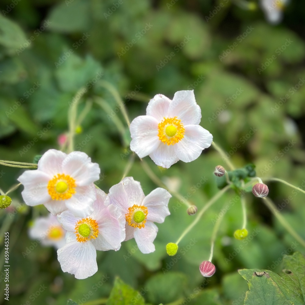 Japanese Anemones Japanese Anemones