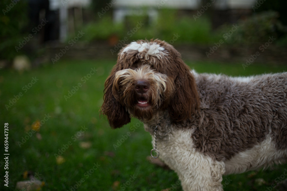 english cocker spaniel english cocker spaniel