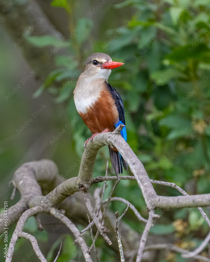 Fototapeta premium Gray-headed Kingfisher, Masai Mara, Kenya