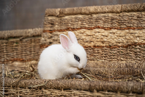 White hotot rabbit sitting holding something in its paws or washing itself on a wicker basket on a sunny day before Easter photo