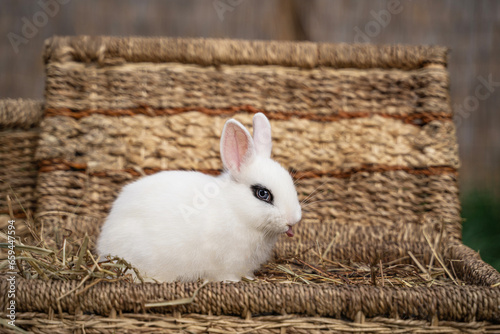 White hotot rabbit sitting and showing tongue on a wicker basket on a sunny day before Easter photo