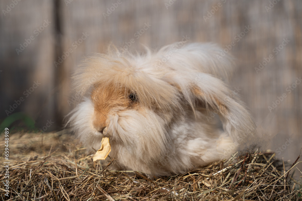 Medium sized Angora yellow fawn rabbit sitting on a haystack on a sunny day before Easter and eats something Medium sized Angora yellow fawn rabbit sitting on a haystack on a sunny day before Easter and eats something