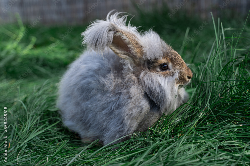 Medium sized Angora gray rabbit sitting on green grass on a sunny day before Easter Medium sized Angora gray rabbit sitting on green grass on a sunny day before Easter