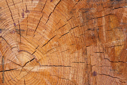 brown timber structure. cutted tree Ideal round cut down. with annual rings and cracks. Wooden texture.
