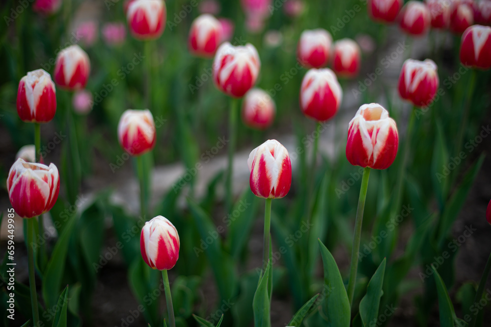 Spring flowers red and white tulips outdoor Spring flowers red and white tulips outdoor