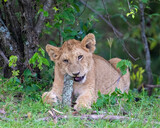 Lion cub chewing on a stick, Masai Mara, Kenya