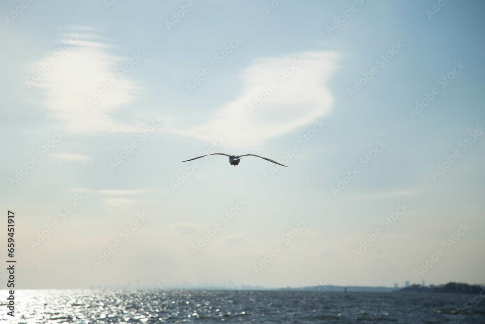seagull in flight