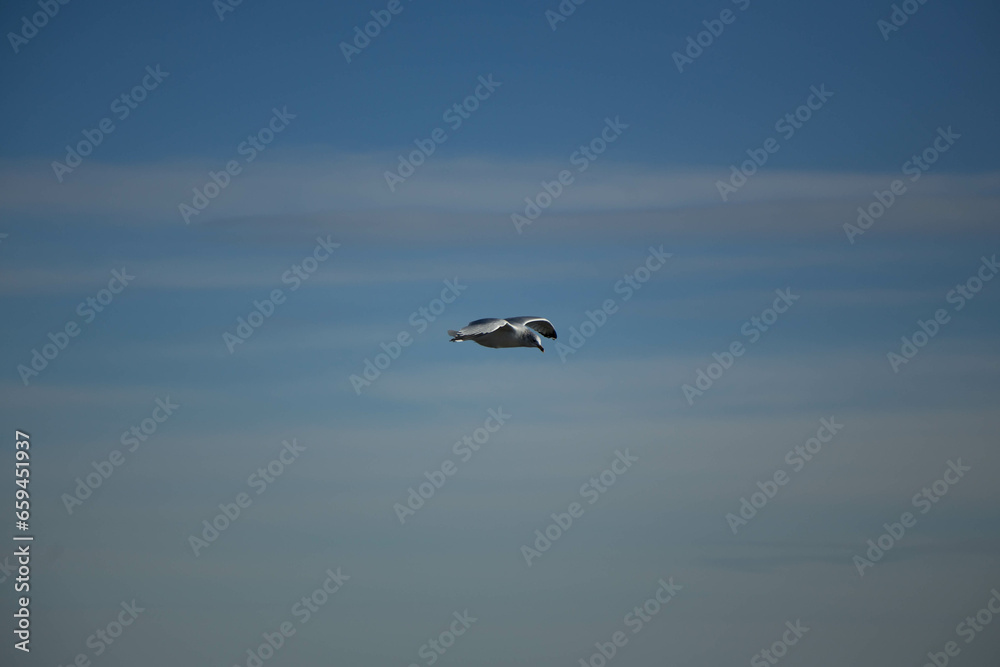 seagull in flight