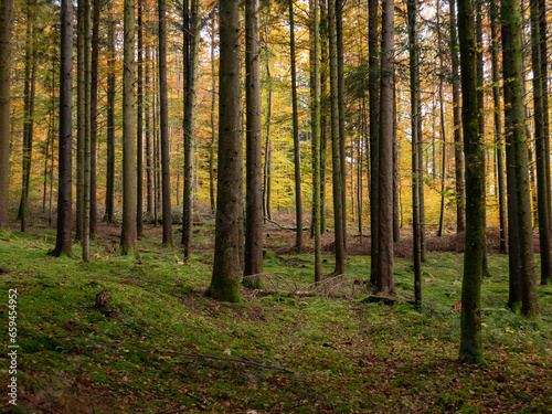 Herbstlicher Fichtenwald © GeSef