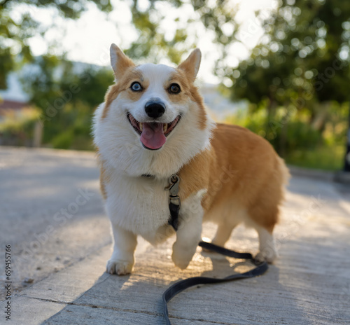 beautiful corgi dog on a walk.