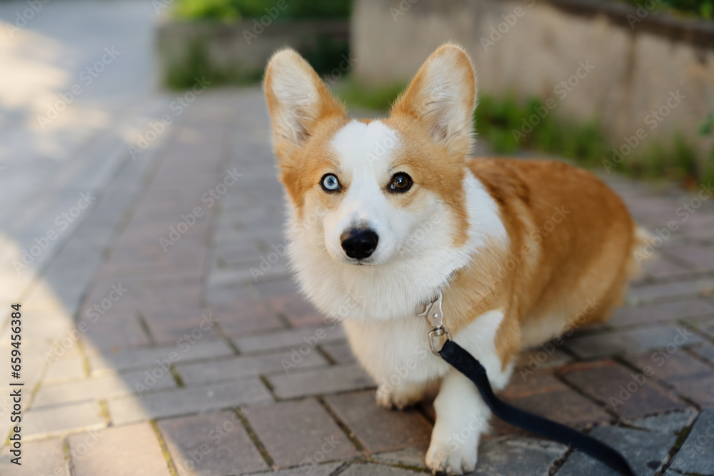 Beautiful cute corgi dog. Beautiful cute corgi dog.