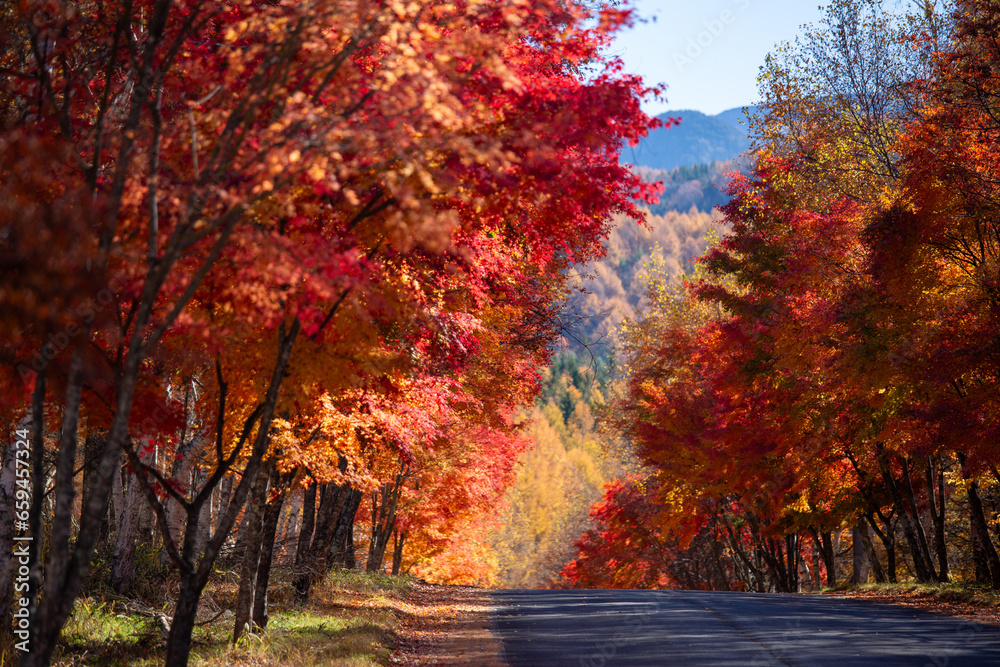Naklejka premium 真っ赤に紅葉したカエデの並木と道のコラボレーション4