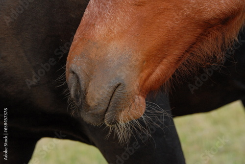 close up of a horse