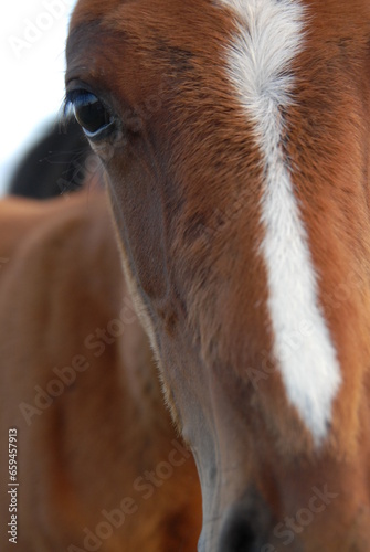 close up of a foal
