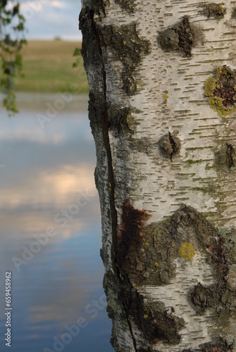 Birch trunk