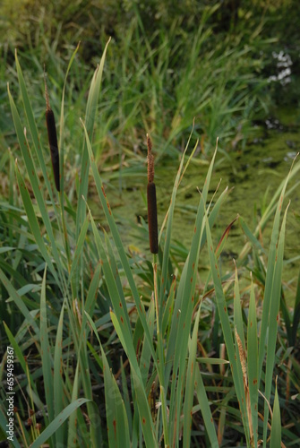 Bulrush by lake