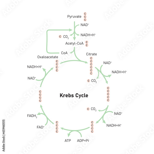 Citric Acid Cycle (Krebs Cycle) Scientific Design. Vector Illustration.