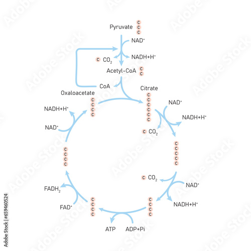 Citric Acid Cycle (Krebs Cycle) Scientific Design. Vector Illustration.