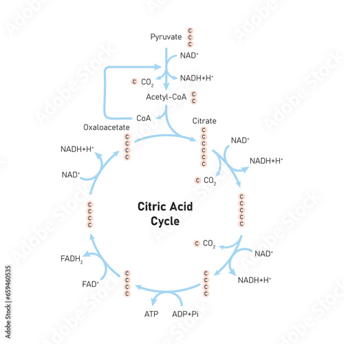 Citric Acid Cycle (Krebs Cycle) Scientific Design. Vector Illustration.