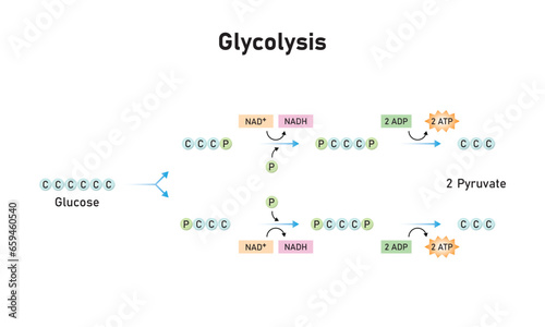 Glycolysis Pathway Scientific Design. Vector Illustration.