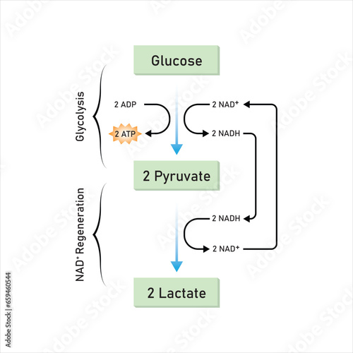 Lactic Acid Fermentation Scientific Design. Vector Illustration.