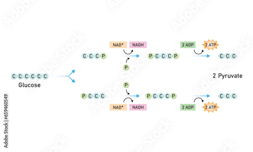 Glycolysis Pathway Scientific Design. Vector Illustration.