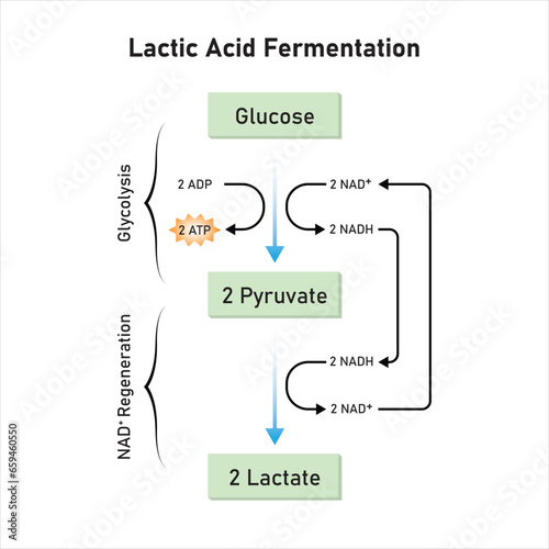 Lactic Acid Fermentation Scientific Design. Vector Illustration. photo