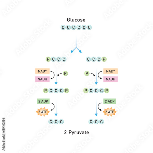 Glycolysis Pathway Scientific Design. Vector Illustration.