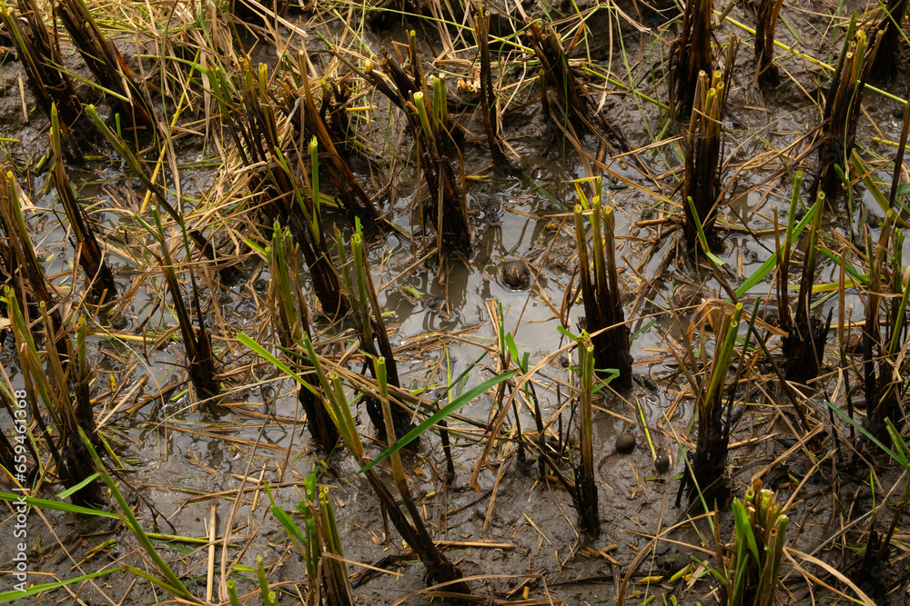 Rice stubble cut with a rice harvester Until all that is left is like every tree. And there was a small piece of rice straw stuck to it.
