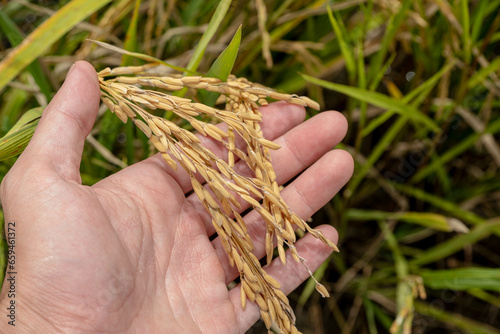 A farmer's hand holds rice grains in the field to admire the produce grown in the rice field that Thai people like to grow as the main crop of farmers.