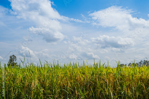 Rice fields filled with golden yellow rice grains It is harvest season for Thai farmers. During the day there will be clear skies and some clouds. It is a plant that is popular all over the world.