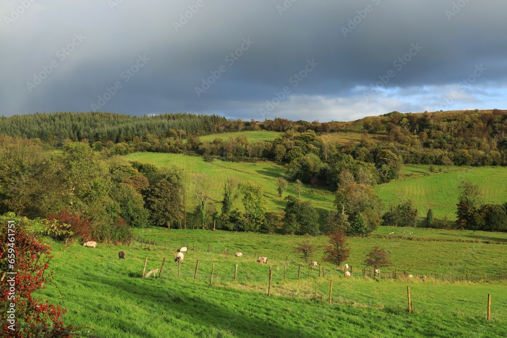 Rolling hills landscape at Newtownmanor, County Leitrim, Ireland on Autumn day featuring sheep grazing in green fields of farmland pastures in evening sunlight against backdrop of overcast skies
