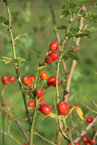 Closeup of sunlit Rose Hips in Autumn, Derbyshire England 