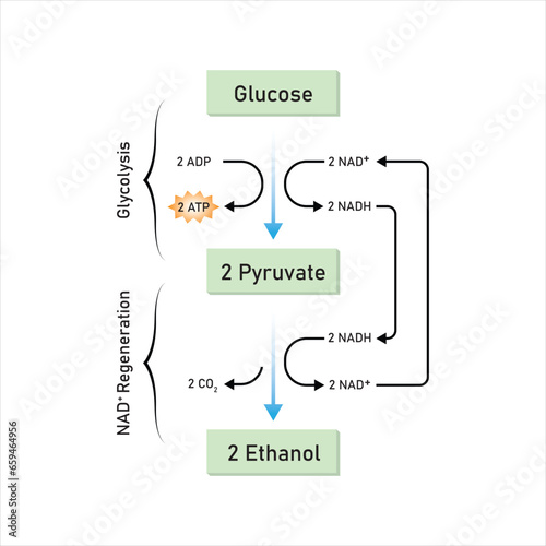 Ethanol Fermentation Scientific Design. Vector Illustration.