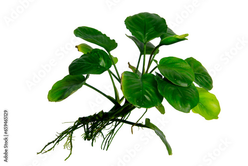 Fototapeta Naklejka Na Ścianę i Meble -  Anubias coin leaf exotic aquarium plants isolated on transparent background. PNG transparency