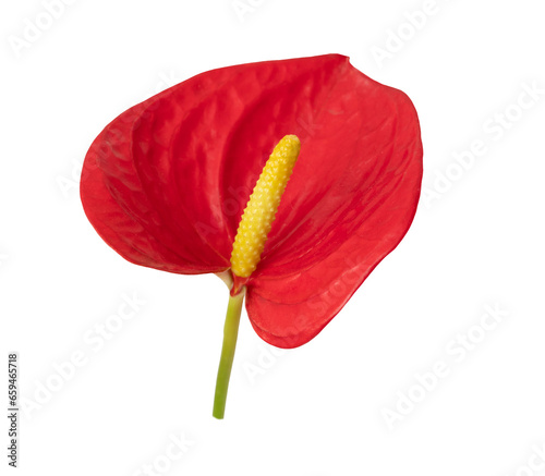 Red flower in the shape of a heart. Red anthurium flower isolated on white.