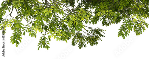 Greenery tree leaves branches growth composition 3d rendering png
