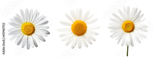 Daisy flower on transparent PNG background, isolated on white background, Generative Ai © PNG Store