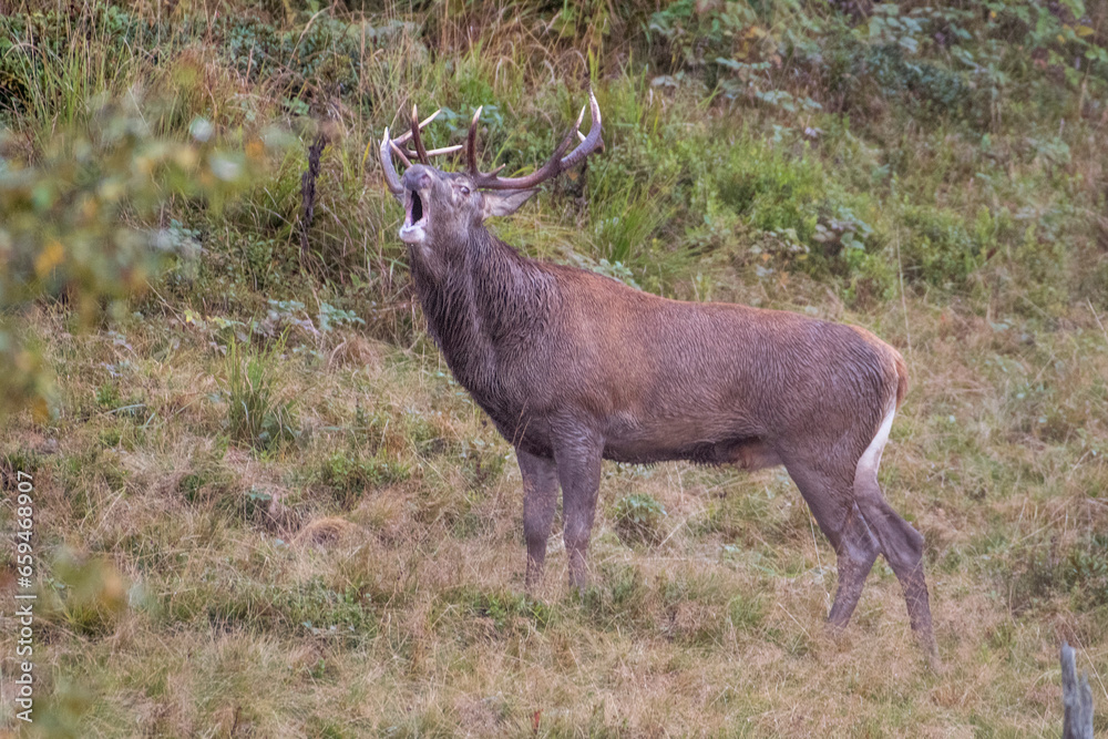 Roaring wild red deer stag during rutting seaspon in an alpine grassland, Alps Mountains, Italy - Cervus elaphus