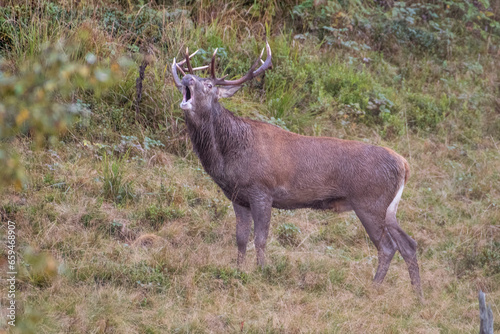 Obraz na płótnie Roaring wild red deer stag during rutting seaspon in an alpine grassland, Alps Mountains, Italy - Cervus elaphus w salonie