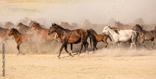 The dust kicked up by hundreds of wild horses in arid lands witnessed interesting scenes.