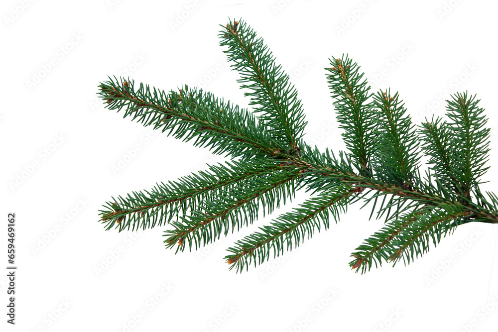 Fir tree branch iisolated on white 