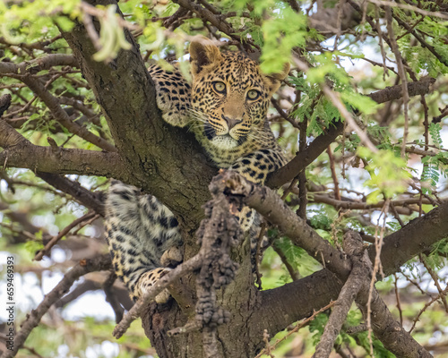 Leopard in a tree, Masai Mara, Kenya